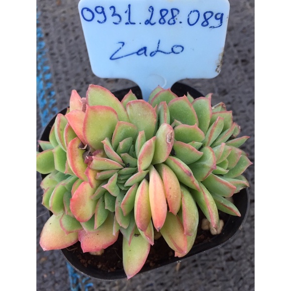 cây sen đá echeveria elegans, phượng hoàng lửa