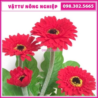 Hạt giống hoa đồng tiền mix màu ngẫu nhiên dễ trồng dễ chăm sóc, nảy mầm đều
