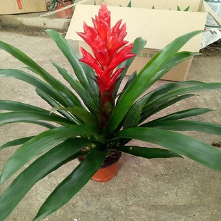 Cây lan đuốc đỏ- cây dứa cảnh nến đỏ
