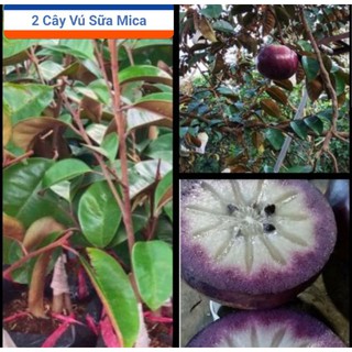 Combo 2 Cây Vú Sữa Mica Ăn Vỏ_Không Mủ Trồng Chậu Năng Suất Cao Trang Trí Sân Vườn