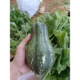 Hạt giống bí đỏ quả dài - 20 hạt
