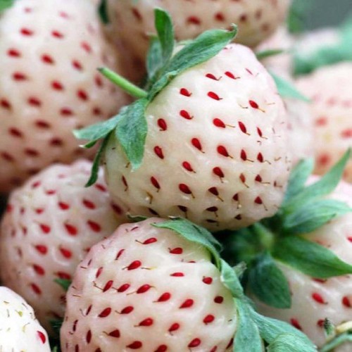 Hạt giống dâu tây trắng