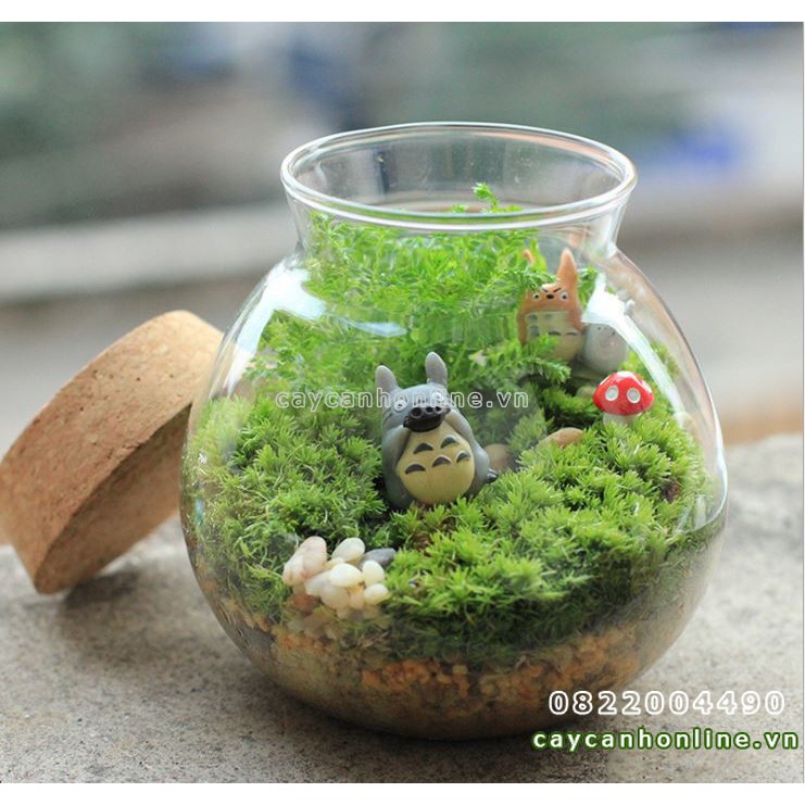 Rêu Cỏ thật trang trí tiểu cảnh Terrarium hộp rêu 10x12cm nguyên liệu trang trí cây cảnh