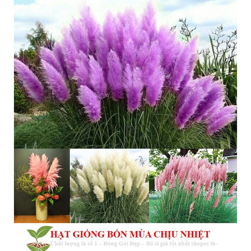 Gói 10 Hạt Giống Cỏ Bông Lau Mỹ - Mix Hồng Trắng (Cortaderia selloana)