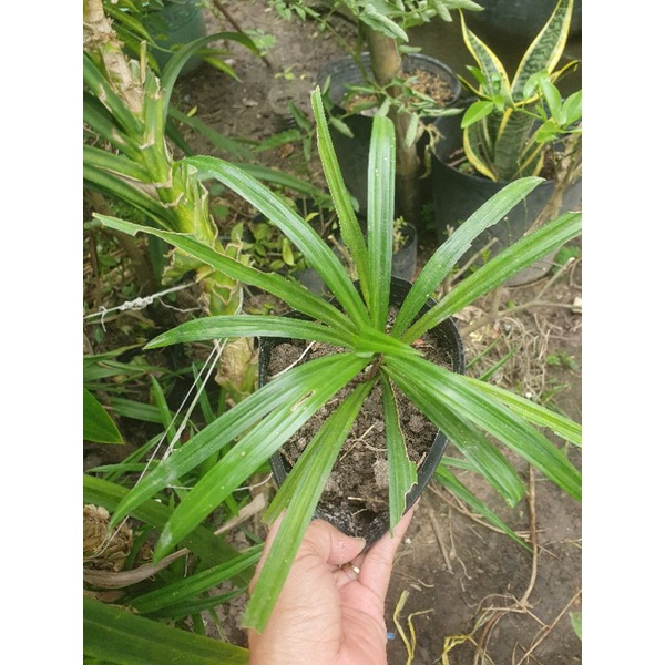 Cây dứa thơm