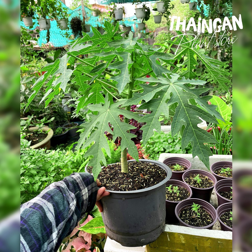 Cây Giống Đu Đủ Lùn Ruột Vàng - Vườn Ươm Thái Ngân