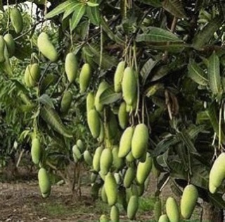 CÂY XOÀI THÁI