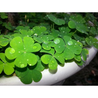 HẠT GIỐNG CỎ 3, 4 LÁ - 50 Hạt/ gói