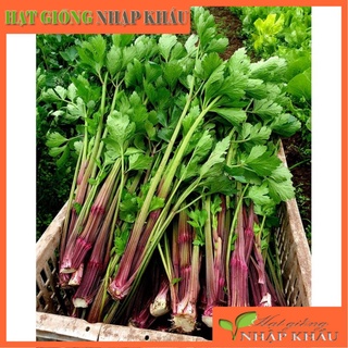 Hạt giống cần tây tím (Nội địa Trung). 3 gr/gói