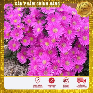 Hạt Giống Hoa Cúc Thạch Thảo( 50-100 hạt)