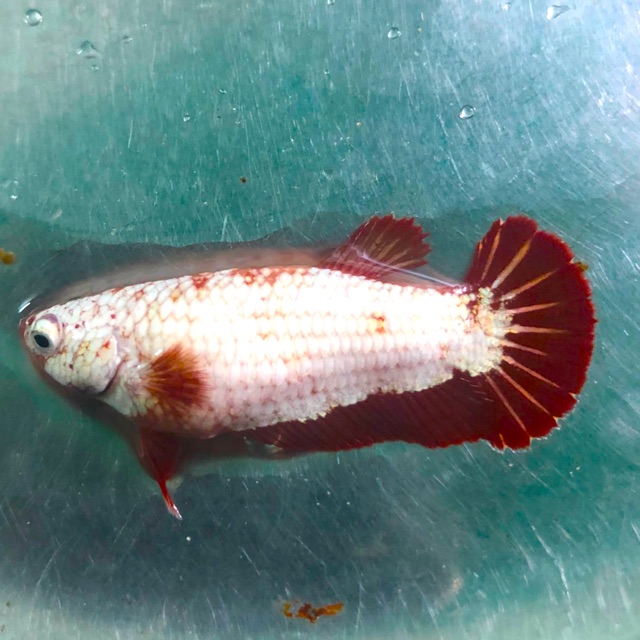 BETTA RỒNG ĐỎ ( mái )