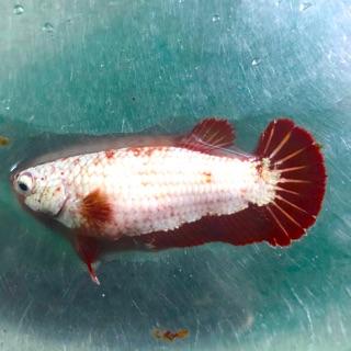 Betta rồng đỏ