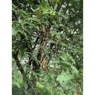 Me non mắm ruốc