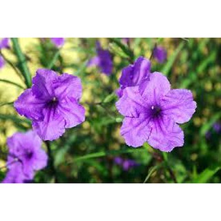 Combo 20 nhánh hoa chiều tím đẹp rực rỡ