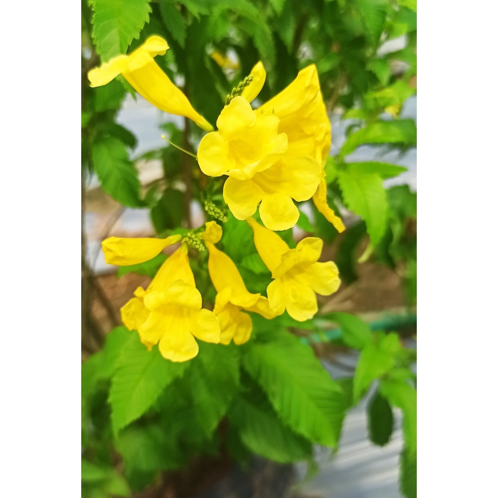 Cây Chuông Vàng như Hình