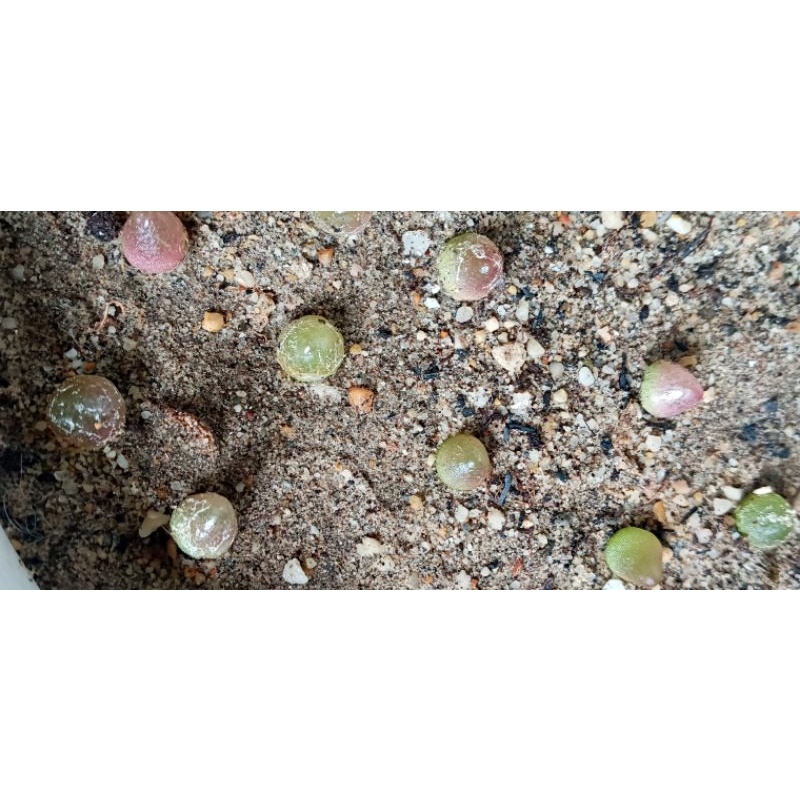 Tổng hợp các loại conophytum