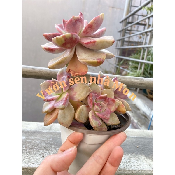 Sen đá Hồng mập thụ