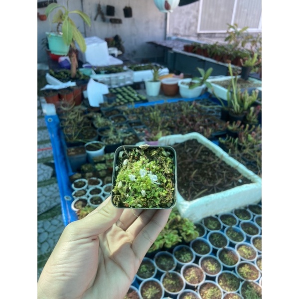 Cỏ giấy tai thỏ Sandersonii , utricularia Sandersonii