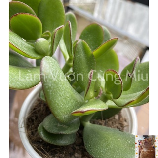 Sen Đá Thạch Bích 🍃🍃🍃 Size Trung