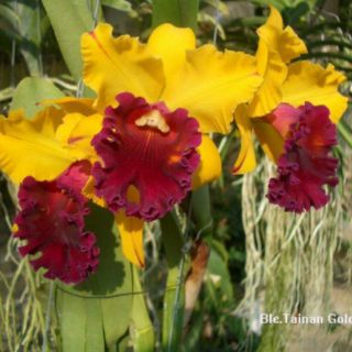 Combo 4 Mã lan Cattleya Nhập Thái Lan