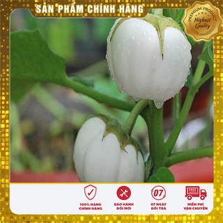 Hạt giống cà đĩa trắng