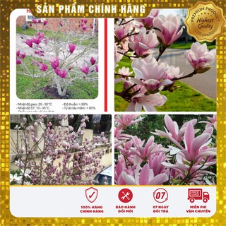 Hạt Giống Hoa Mộc Lan 3 Hạt