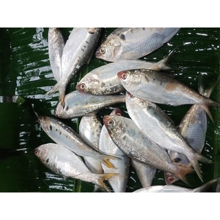 Cá mòi tươi