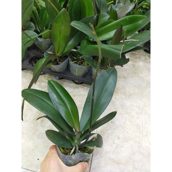 Combo 3 cây lan hồ điệp đang nụ