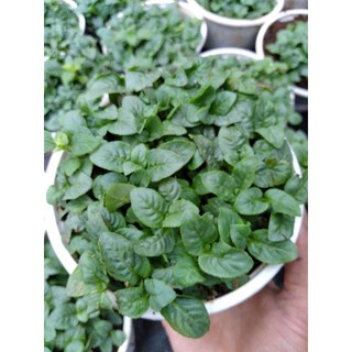 Cây Rau Quế Vị Xá Xị