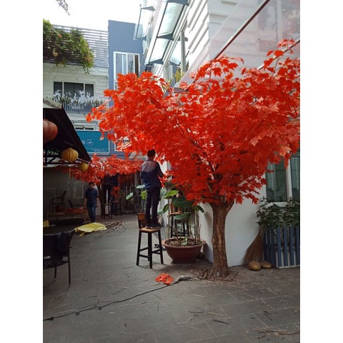 Cành Lá Phong Xanh Đỏ Làm Cây Giả Big size 60-68cm