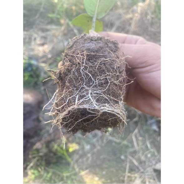 10 gói phân bón siêu lân npk dùng cho hoa,cây cảnh, bonsai, kích rễ, bung nụ, thúc bật mầm hoa, kích hoa, dày cánh2