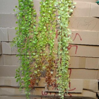 Cụm lá rủ - lá vảy ốc