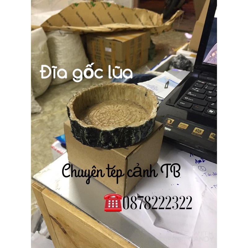 Đĩa gốc lũa đựng thức ăn cho tép cảnh