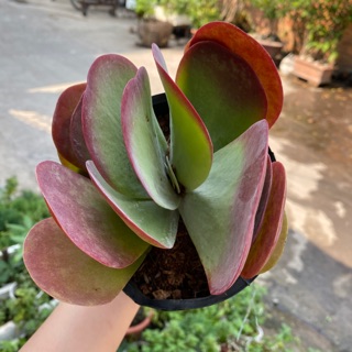 SEN ĐÁ CÁNH BƯỚM ĐỎ SIZE LỚN - TẶNG 500gram ĐẤT TRỒNG SEN ĐÁ