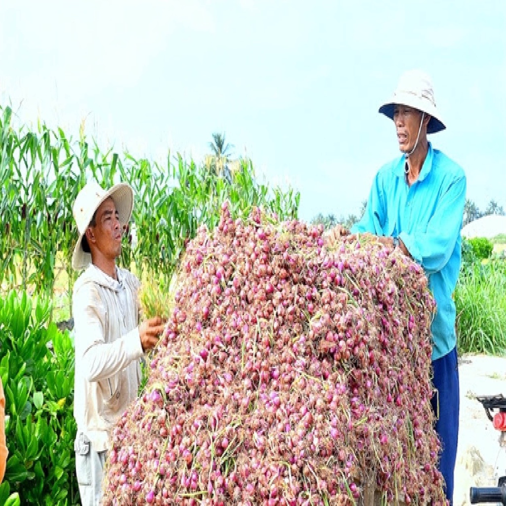 [Mã BMBAU50 giảm 7% đơn 99K] Hành tím Lý Sơn - Vương Quốc Tỏi - Túi lưới 100g - Thơm ngon, đặc biệt