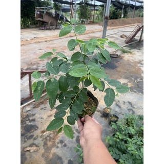 Cây giống rau ngót