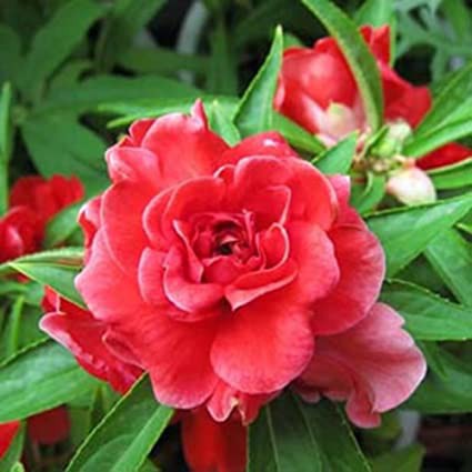 Hạt Giống Hoa Móng Tay Kép  - MUA 3 TẶNG 1 CÙNG LOẠI