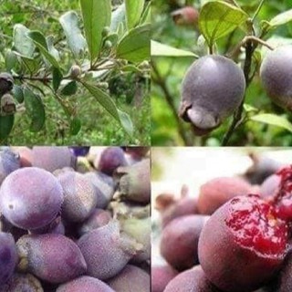Kẹo sim đặc sản Phú quốc - 100g