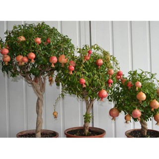 Hạt giống cây Lựu Lùn - 10 hạt