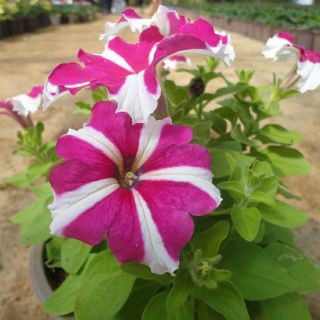 Hạt Giống Dạ Yến Thảo Mix (Petunia Hibrida ) 100 hạt