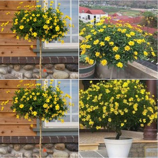 50 Hạt giống hoa cúc thân gỗ - hoa cúc trường thọ
