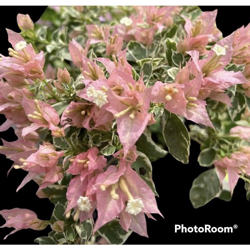 Hoa giấy sakura belacan ghép đế mỹ