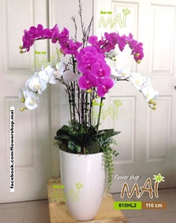 10 Que cắm Lan Hồ điệp 80cm