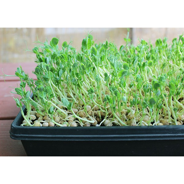 Hạt giống rau mầm ĐẬU HÀ LAN ngon giòn ngọt - rau củ quả trồng chậu thu hoạch sau 6-8 ngày 30gr RAD0711
