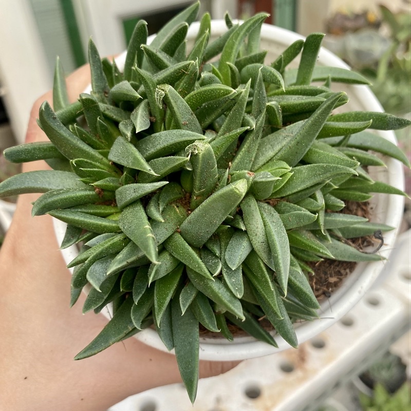 SEN ĐÁ CỎ NGỌC CHẬU TO 10cm FREESHIP  ĐÃ THUẦN XỨ NÓNG SIU CUTE CHUẨN SIZE TRUNG