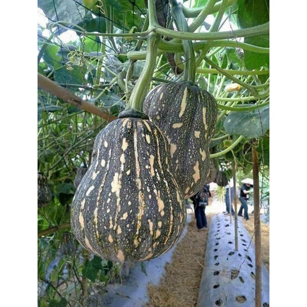 Hạt giống bí đỏ hồ lô Trang Nông TN6 gói 2g