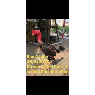 Bộ Khô chân teo lườn Nam Cận