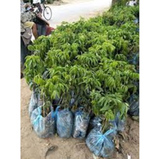 Cây Giống vải thiều Thanh Hà