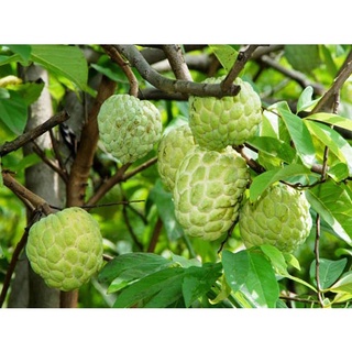 Cây giống na dai ít hạt, thơm bổ