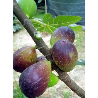 Cây giống Sung Mỹ [ GIỐNG CHUẨN - BẦU TO ]
